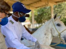 A soroterapia é um tratamento bem-sucedido, usado há décadas contra doenças como raiva e tétano e também para picadas de abelhas, cobras e outros animais peçonhentos, como aranhas e escorpiões. (Foto: Divulgação)