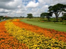 Primavera marca ainda a estação das flores, e Novacap cuida de canteiros de Brasília. (Foto: Divulgação/Novacap)