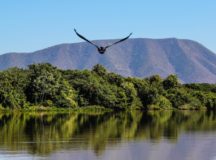 Vida selvagem sofre com efeitos das chamas na Serra do Amolar (MS). (Foto: Divulgação)