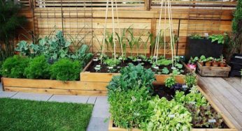 Horta em casa: Confira dicas de como plantar e cuidar de hortaliças