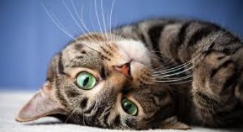 Em comemoração ao dia do gato confira cinco mitos e verdades sobre a saúde dos felinos