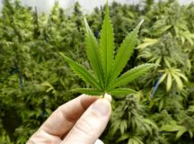 México pode legalizar a maconha a qualquer momento