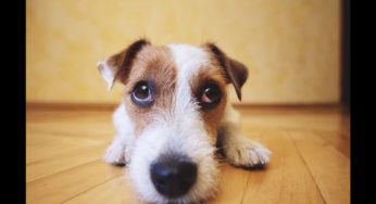 Veterinário dá dicas importantes de como cuidar de cães e gatos com a continuação do isolamento social
