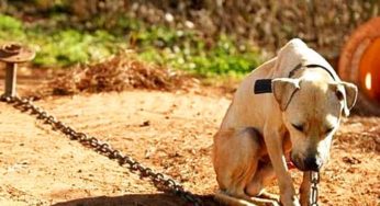 Animais devem ser protegidos, e aqueles que decidam maltratá-los podem pegar até 5 anos de reclusão