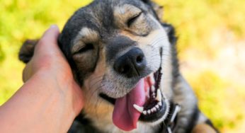 Dicas de como manter seus pets longe das doenças