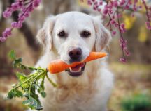 Como deve ser a alimentação do seu animal