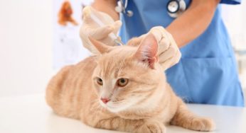 “Quem cuida da saúde do meu gato?”