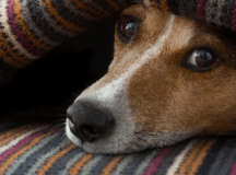 Faz mal dar banho no pet em dias de muito frio?