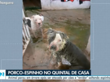 Em Luziânia cães ficam feridos após ‘encontro’ com porco-espinho no quintal de casa