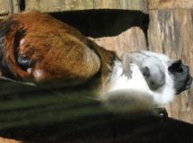 Zoológico de Brasília retoma visitação noturna e passeios guiados