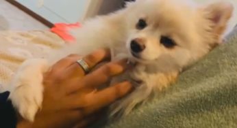 Cachorro deixado em pet shop na Asa Norte foi morto por asfixia e hemorragia, aponta laudo da UnB