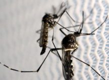 Mosquitos de Aedes aegypti são vistos no laboratório da Oxitec em Campinas