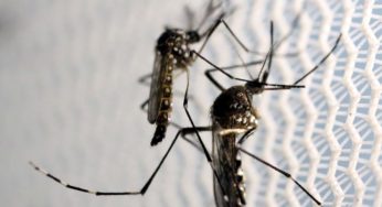 Ministério lança campanha de combate ao mosquito da dengue