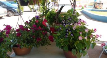 Festival de plantas e artesanatos acontecerá em Valparaíso