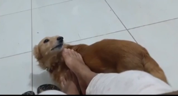 Polícia investiga omissão de cautela na guarda de pit bulls que atacaram e mataram cachorro no DF