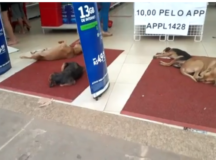 Cachorros de rua aproveitam ar-condicionado de loja para fugir do calor, em Valparaíso de Goiás