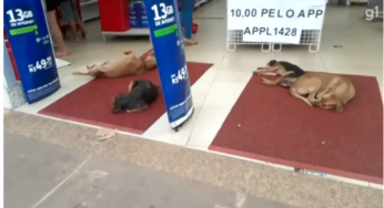 Cachorros de rua aproveitam ar-condicionado de loja para fugir do calor, em Valparaíso de Goiás