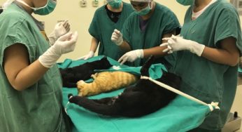 Distrito Federal vai castrar 3,2 mil cães e gatos