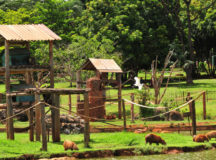 Brasília Ambiental renova licença ambiental do zoo