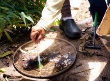 Força-tarefa contra o ‘Aedes aegypti’ atua em Luziânia