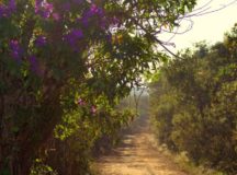 Abertas pré-inscrições de escolas para visita ao Parque Nacional