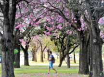 Árvores e flores são um atrativo à parte na capital do Brasil