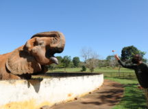 Conheça o Zoo e o Jardim Botânico sem sair de casa