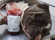 Aberto cadastro para pets doadores de sangue no DF