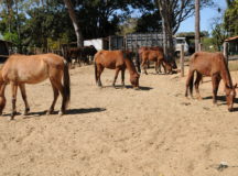 Cidadão pode ajudar no combate à presença de animais de grande porte na rua