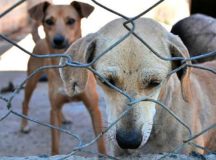 Meio Ambiente alerta sobre maus-tratos e abandono de animais, em Valparaíso