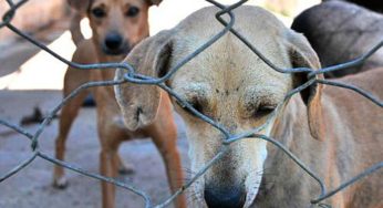 Meio Ambiente alerta sobre maus-tratos e abandono de animais, em Valparaíso