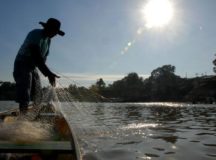 Entra em vigor período de defeso do cherne, peixe-batata e piramutaba