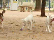 São Paulo - Tutores com cães no Parcão, espaço exclusivo para cachorros, na Praça Ayrton Senna do Brasil.