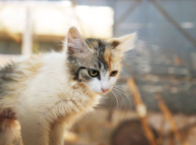 Zoonoses de Valparaíso faz ação de doação de animais nesta sexta