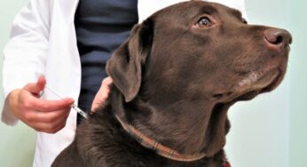 Em Valparaíso, animais que vivem na Zoonoses serão vacinados contra raiva canina