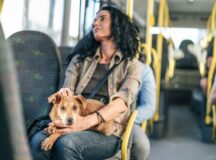 Pets com coleira e guia agora podem ser levados em ônibus e metrô, no DF