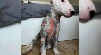Lei proíbe piercings e tatuagens em cães e gatos
