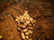 Valor Bruto de Produção da agropecuária goiana deve crescer 3% em 2022