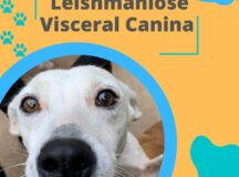 Zoonose disponibiliza teste de Leishmaniose Visceral Canina