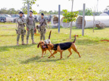 Cães farejadores de raça conceituada reforçam segurança no DF