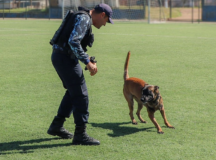 Guarda Municipal de Valparaíso realiza treinamento com cães da coorporação