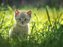 Sobradinho sedia neste sábado Feira de Adoção de Cães e Gatos