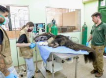 Zoológico de Brasília acolhe e reabilita animais atropelados no DF