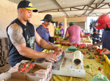 Temporada do morango em Brazlândia impulsiona produção e economia do DF