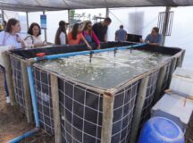 Produção intensiva de pescado será apresentada na AgroBrasília