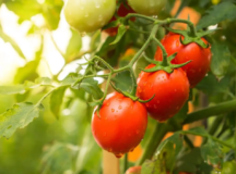 Secretaria de Meio Ambiente abre vagas para curso de produção de tomates, em Valparaíso