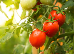 Secretaria de Meio Ambiente abre vagas para curso de produção de tomates, em Valparaíso